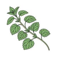 Graceful Soleirolia in Bright Space vector