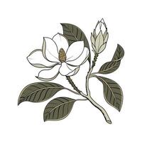 Charming Southern Magnolia with Clean Look vector