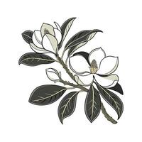 Stylish Southern Magnolia Display on White vector