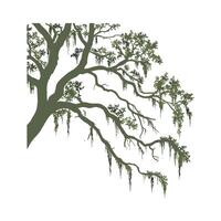 Stylish Spanish Moss Display on White vector