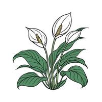 Beautiful Spathiphyllum on Clean White vector