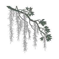 Charming Tillandsia Moss Display on White vector