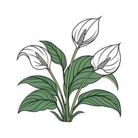 Stylish Spathiphyllum in Bright Space vector