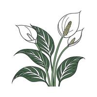 Charming Spathiphyllum Display on White vector