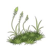 Stylish Sphagnum Moss Display on Bright vector