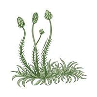 Vibrant Sphagnum Moss in Bright Space vector