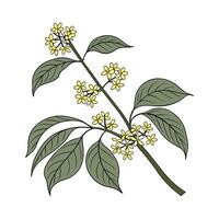 Elegant Spicebush in Bright Space vector