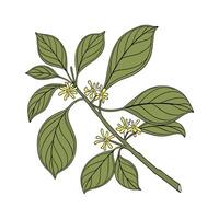 Stylish Spicebush Display on White vector
