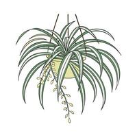 Stylish Spider Plant Chlorophytum Comosum Unique Design vector