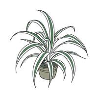 Charming Spider Plant on Bright Background vector
