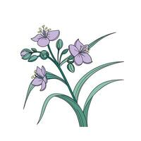 Elegant Spiderwort Display on Clean White vector
