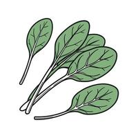 Charming Spinach Display on Bright White vector