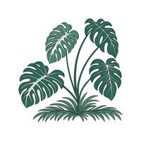 Elegant Split Leaf Philodendron Display vector