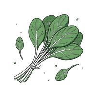 Elegant Spinach with Clean Look vector