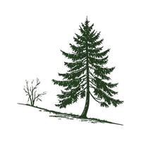 Charming Spruce Display on Bright White vector