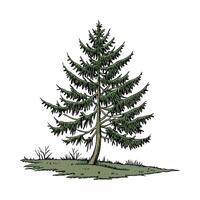Elegant Spruce Tree Picea Display vector