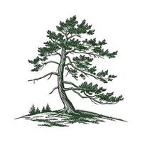 Charming Spruce Tree Picea Display vector