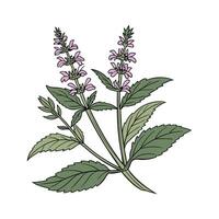 Charming Stachys on Clean White vector
