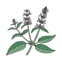 Stylish Stachys in Bright Space vector