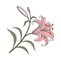 Charming Star Gazer Lily on Bright vector