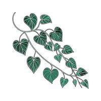 String of Hearts Plant Illustration for Decor vector