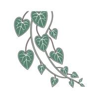 Ceropegia Woodii String of Hearts Illustration vector