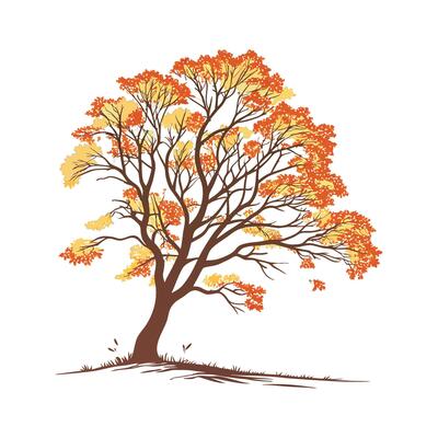 Elegant Sugar Maple on Bright White