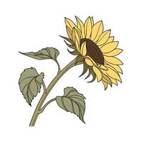 Elegant Sunflower Display in Bright Space vector