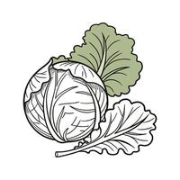 Stylish Surinam Cabbage Display on White vector