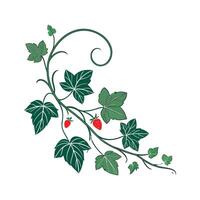 Charming Swedish Ivy on Clean White vector