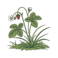 Charming Swamp Plant Display on White vector
