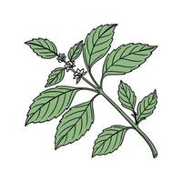 Elegant Sweet Basil in Bright Space vector