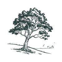Charming Sycamore on Clean White vector