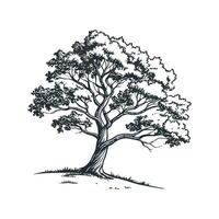 Stylish Sycamore Display on Bright White vector