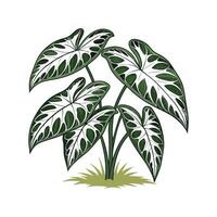 Stylish Syngonium Display in Bright Space vector