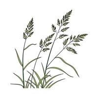 Stylish Talin Grass Display on Bright vector