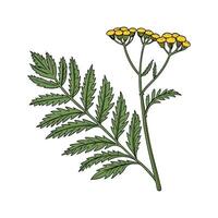 Charming Tansy on Clean White vector