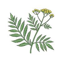 Stylish Tansy Display on Bright White vector