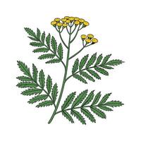 Stylish Tansy Plant in Bright Space vector
