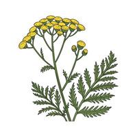 Stylish Tanacetum Vulgare Display on Bright vector