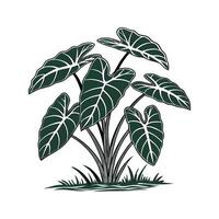 Stylish Taro Plant Display on Bright White vector