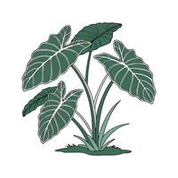 Stylish Taro Plant Design on White Background vector