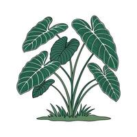 Charming Taro Plant Display on Bright vector