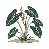 Charming Taro Plant for Indoor Spaces vector