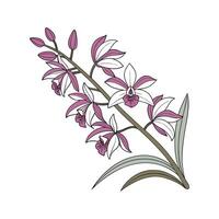 Stylish Terrestrial Orchid Display on Bright vector