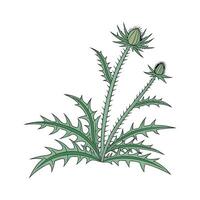 Beautiful Thorny Devil Plant on Clean White vector