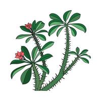 Charming Thorny Devil Plant Display vector