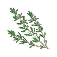 Beautiful Thyme Plant Display on Bright vector