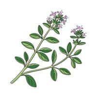 Elegant Thymus Vulgaris in Bright Space vector