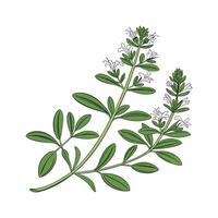 Stylish Thymus Vulgaris Display on Bright vector